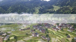 幼年天竺鼠可以喂活面包虫增加营养？