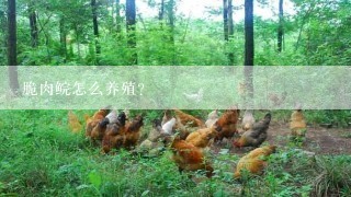 脆肉鲩怎么养殖？