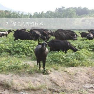 鳝鱼的养殖技术