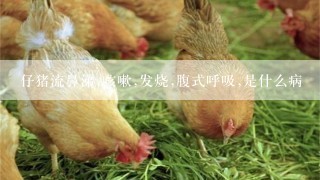 仔猪流鼻涕,咳嗽,发烧,腹式呼吸,是什么病