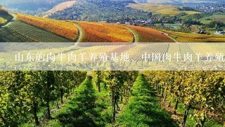 山东的肉牛肉羊养殖基地、中国肉牛肉羊养殖网介绍几家？（请推荐正规牛羊养殖基地）