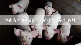 湖南省衡阳县适合什么品种鸽子养殖 视频