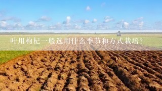 叶用枸杞一般选用什么季节和方式栽培？