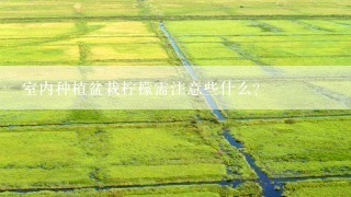 室内种植盆栽柠檬需注意些什么？