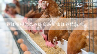 养蜂视频怎么养蜂蜜最新蜜蜂养殖技术