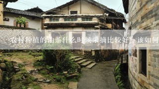 农村种植的油茶什么时候采摘比较好？该如何进行采摘