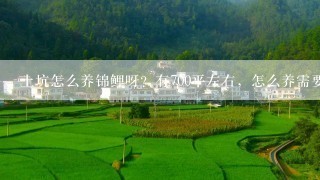 土坑怎么养锦鲤呀？有700平左右，怎么养需要注意那