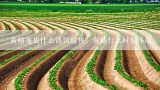 黄鳝笼放什么诱饵最快，黄鳝什么时候冬眠