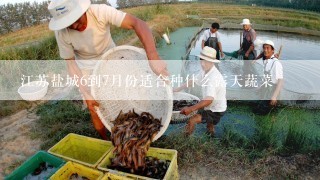 江苏盐城6到7月份适合种什么露天蔬菜