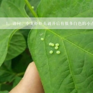 请问，小龙虾虾头剥开后有很多白色的小点点是什么？