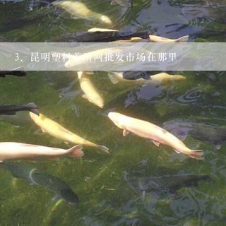 昆明塑料养殖网批发市场在那里