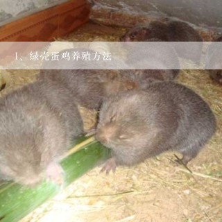 绿壳蛋鸡养殖方法