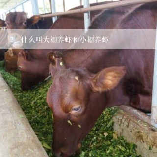 什么叫大棚养虾和小棚养虾