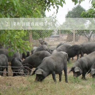 菜籽饼能直接喂羊吗