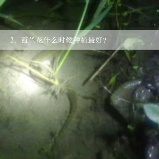 西兰花什么时候种植最好？