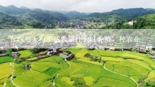 在四川大山里适合做什么好养殖，种农业