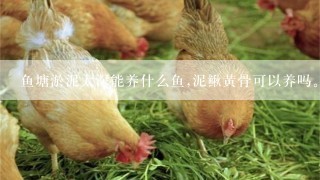 鱼塘淤泥太深能养什么鱼,泥鳅黄骨可以养吗。谢谢各位大神,