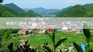 蟾蜍的养殖基地