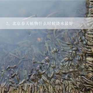 北京春天植物什么时候浇水最好