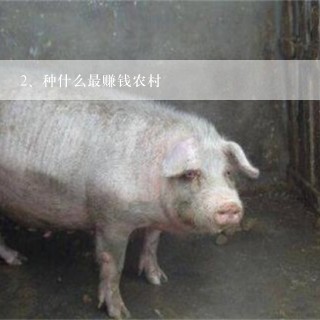 种什么最赚钱农村