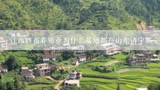 江西牲畜养殖业为什么基地都在山东济宁那一块？江西就没有养牛基地了吗？求解？