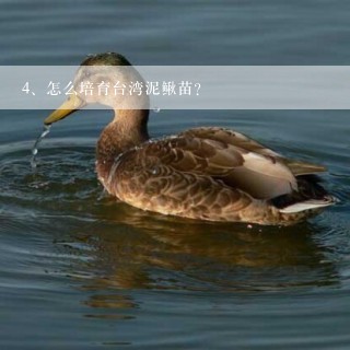 怎么培育台湾泥鳅苗？