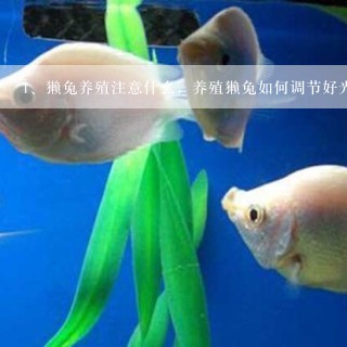 獭兔养殖注意什么，养殖獭兔如何调节好光照