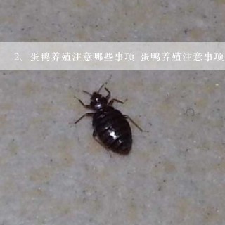 蛋鸭养殖注意哪些事项 蛋鸭养殖注意事项