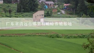 广东省清远市哪里有蟾蜍养殖基地