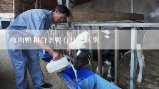 瘦肉鸭和白条鸭有什么区别