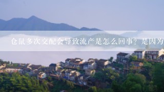 仓鼠多次交配会导致流产是怎么回事？是因为可能打架