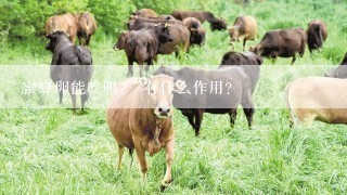 蜜蜂卵能吃吗？ 有什么作用？