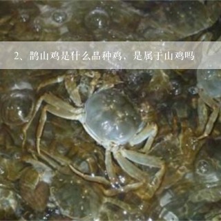 鹊山鸡是什么品种鸡，是属于山鸡吗