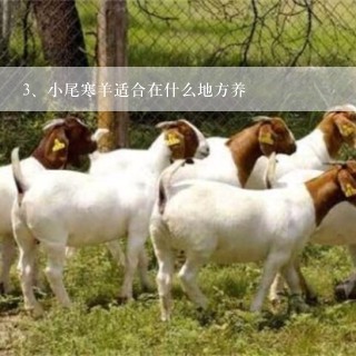 小尾寒羊适合在什么地方养