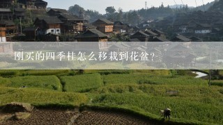 刚买的四季桂怎么移栽到花盆？