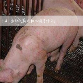 蜜蜂的特点和本领是什么？