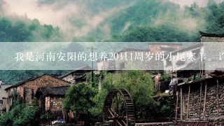 我是河南安阳的想养20只1周岁的小尾寒羊。许要多少钱