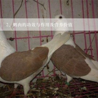 鹅肉的功效与作用及营养价值