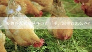 要想养泥鳅要从多方面下手，泥鳅该怎么养？