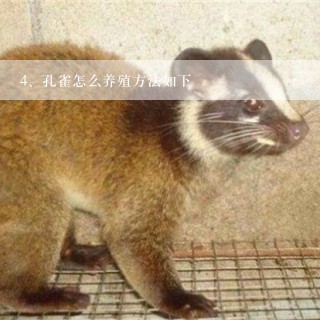 孔雀怎么养殖方法如下