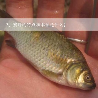 蜜蜂的特点和本领是什么？