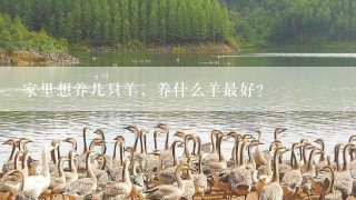 家里想养几只羊，养什么羊最好？