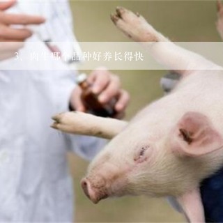 肉牛哪个品种好养长得快