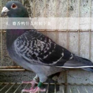 麝香鸭什么时候下蛋