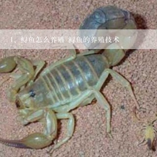 鲟鱼怎么养殖 鲟鱼的养殖技术