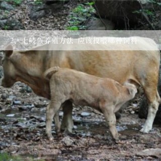 土鲮鱼养殖方法 应该投喂哪种饲料