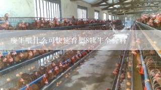 瘦牛喂什么可快速育肥8犊牛全价料