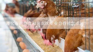 遵化市洪伶食用菌农民专业合作社怎么样？