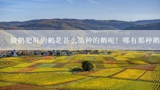 做鹅肥肝的鹅是甚么品种的鹅呢！哪有那种鹅苗賣呢