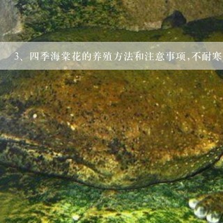 四季海棠花的养殖方法和注意事项,不耐寒 怕酷热